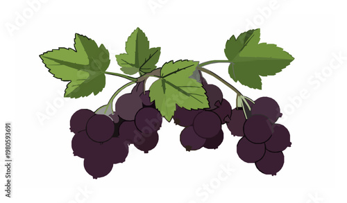 Ripe blackcurrant berries with leaves on branch vector illustration fresh fruit isolated on white background