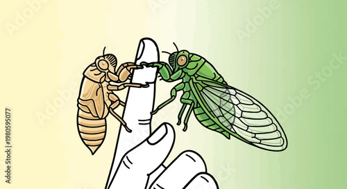 A cicada emerges from its nymphal skin on a finger against a gradient background