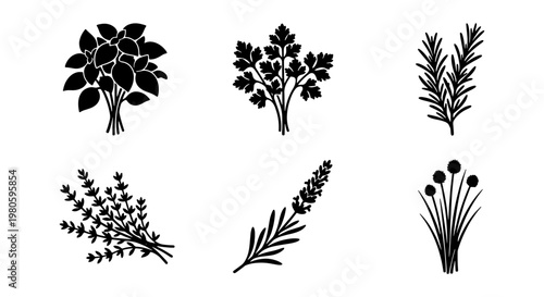 Culinary herbs black silhouette icons, set of 6 aromatic plant vectors, basil parsley rosemary thyme lavender and chives illustrations for kitchen branding