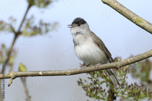 A singing male Blackcap, Sylvia atricapilla, perching on a branch of a Ash tree in springtime.