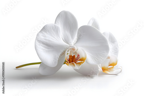 white moon orchid isolated