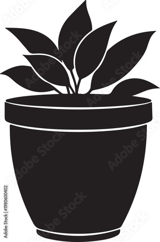 Black potted plant with leaves white background