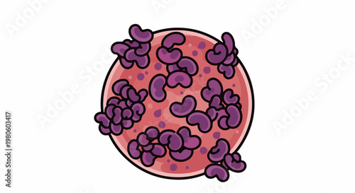 Cartoon representation of cell division with purple nuclei and pink cytoplasm