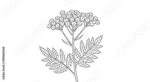 Detailed black and white botanical illustration of a tansy plant showing its clusters of button-like flowers and fern-like leaves.