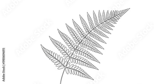 Single green fern leaf frond with intricate leaflets in a detailed botanical illustration style on a plain white background.