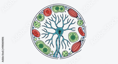 Stylized circular diagram of a neuron with various cells and tissues