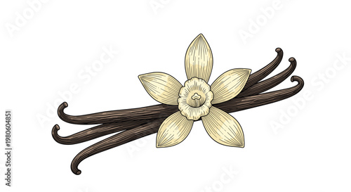 Botanical illustration of an orchid-like vanilla flower with long vanilla beans in soft yellow and dark brown colors.