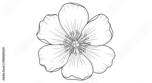 Detailed black and white line art illustration of a single five-petaled flower with a cluster of stamens at its center for coloring.