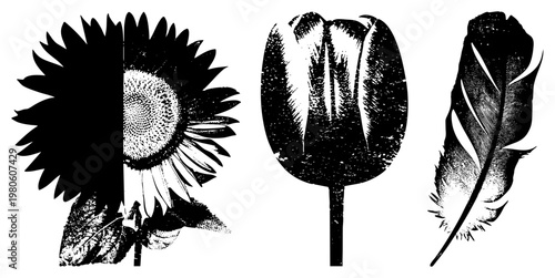 Classic engraved style and feather motifs rendered in halftone texture, vintage print aesthetic, isolated botanical elements, graphic design assets.