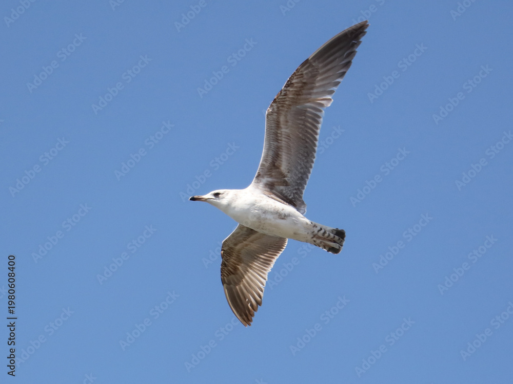 Obraz premium A seagull is flying in the sky. The bird is white and brown. The sky is blue
