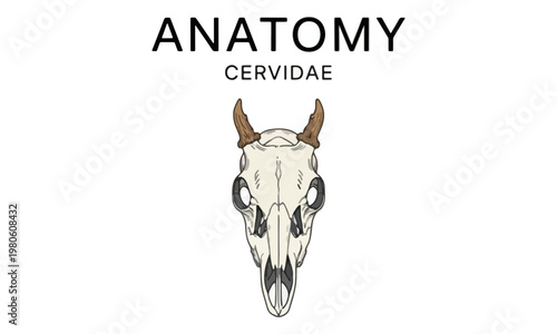 Cervidae deer skull anatomy illustration on white background