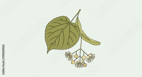 A stylized illustration of a linden tree branch with a large leaf and delicate blossoms on a light background
