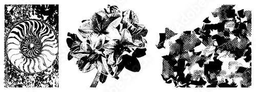 Detailed nautilus spiral, stylized bouquet, halftone fragmented texture, vector art, isolated graphic, black and white illustration, scientific and decorative design.