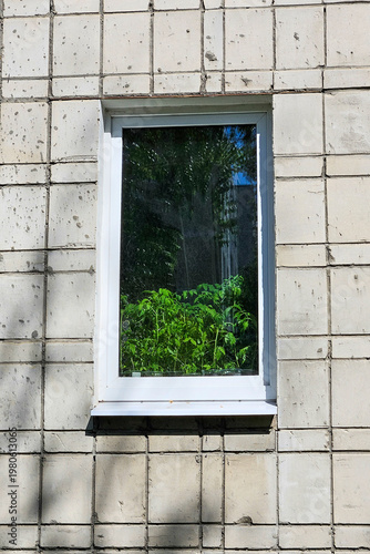 Tomato plant on windowsill viewed from outside window