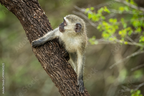 Photos A vervet monkey (Chlorocebus pygerythrus) in a tree in South Africa