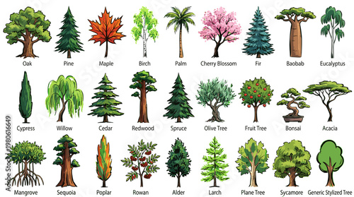 A comprehensive collection of diverse tree species, showcasing their unique shapes, foliage, and bark textures in a vibrant illustration.