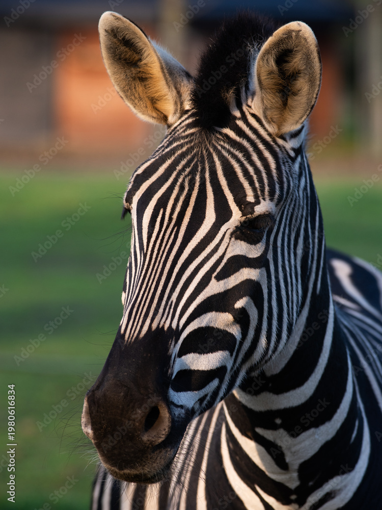 Fototapeta premium Close-up portrait of plains zebra with striped pattern in nature.