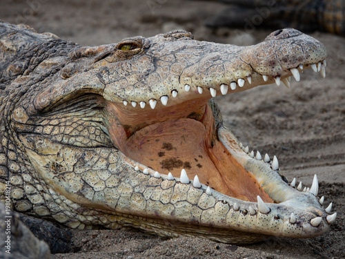 Close-up of a Nile crocodile with mouth wide open showing teeth.