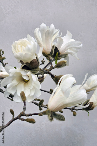 White magnolia flowers in full bloom on tree branches