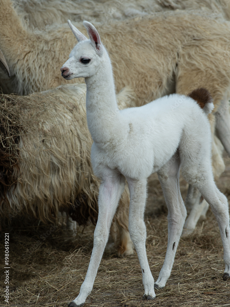 Fototapeta premium Cute white baby alpaca cria standing in a farm herd.