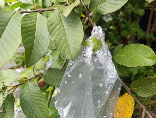 Guava fruit protected by plastic bag on tree branch.