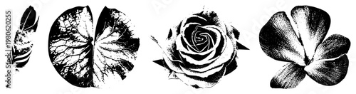 Stylized botanical and natural motifs rendered in halftone vector style, featuring feather, leaf, rose, and flower with intricate textures. Ideal for tattoo, print, or graphic design.