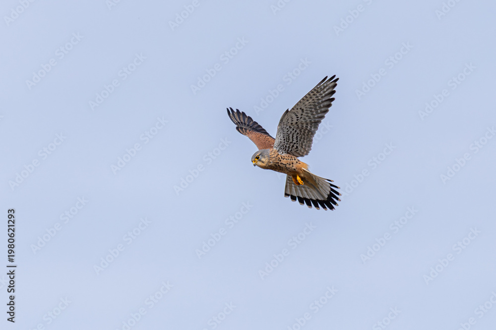 Fototapeta premium Turmfalke im Anflug