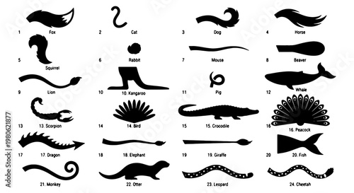 Animal tail silhouettes collection, 24 black vector icons of wild and domestic animal tails, wildlife anatomy graphic elements for education