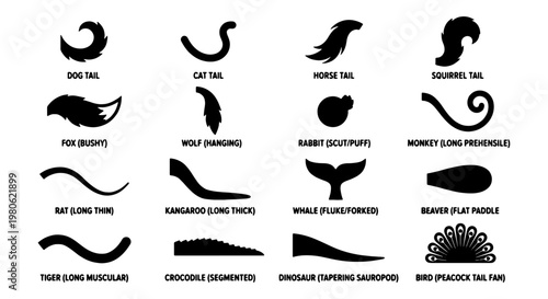 Animal tail silhouettes set, 16 black vector icons of mammal and reptile tails, wildlife anatomy collection for educational biology diagrams