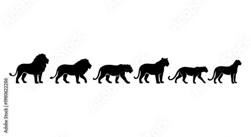 Wild cat silhouettes set, black lion and tiger vector icons, predatory african animals collection, safari wildlife silhouettes for logo design