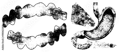 Medical illustration of human digestive system and teeth, anatomical diagrams, dental arch structure, stomach organ, halftone texture, black and white vector art.