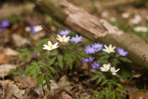 Spring. wild spring flower, snowdrops, flowers start to bloom. blooming purple flowers.