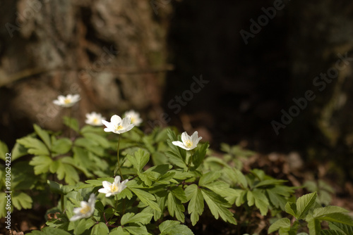 Spring. wild spring flower, snowdrops, flowers start to bloom. blooming purple flowers.