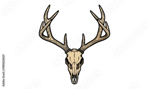 Deer Skull with Antlers Hand Drawn Vintage Illustration