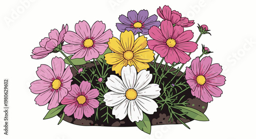 A vibrant garden bed filled with blooming cosmos flowers in various colors