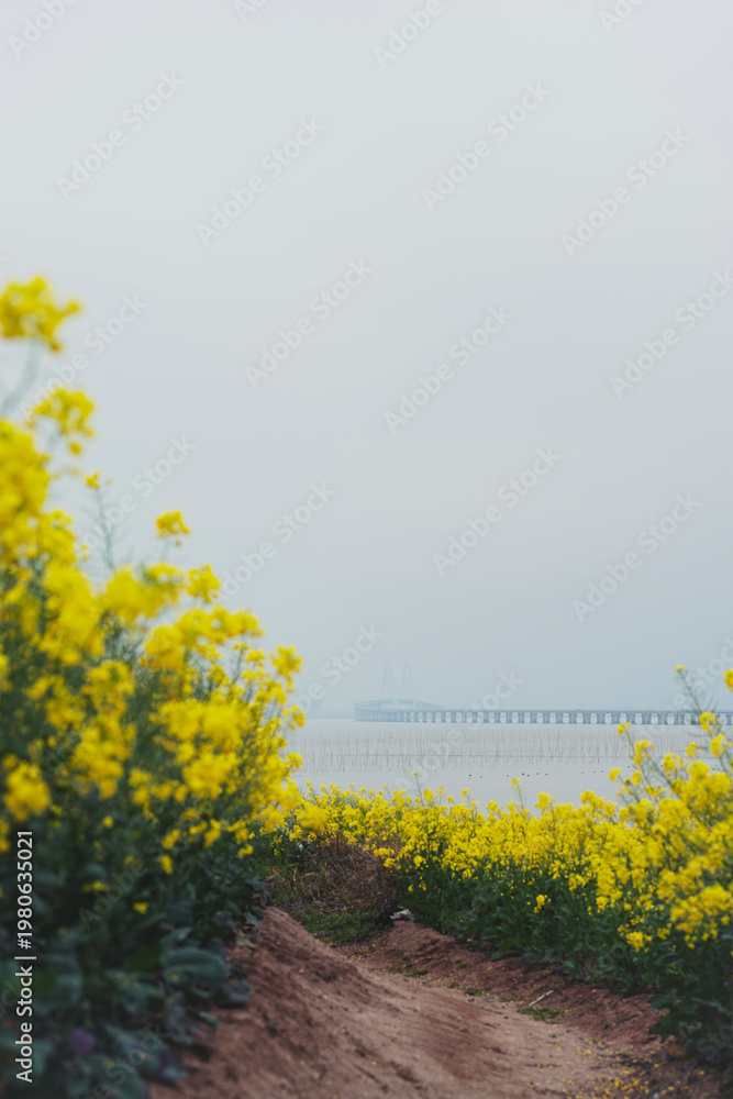 Fototapeta premium yellow flower field