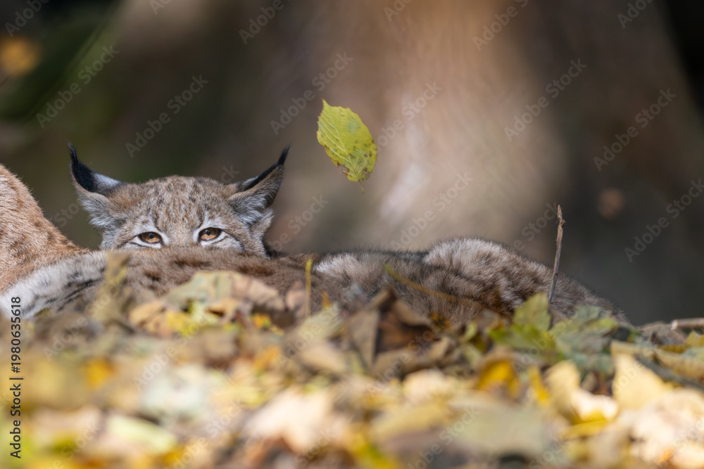 Naklejka premium Luchs im Herbstlaub