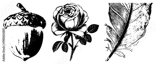 Classic black and white engraved style depicting acorn, rose bud with stem, and feather with barbs. Botanical and natural motif elements, detailed work, isolated graphics.