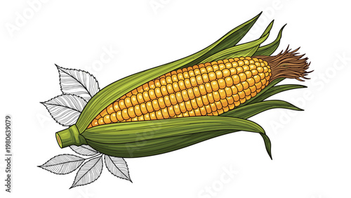 Fresh ear of corn with husks and leaves, symbolizing harvest, agriculture, natural food, and healthy eating.