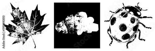 Grunge halftone maple leaf, spotted ladybug, textured abstract shape, vector cutout, isolated elements, black and white illustration, graphic design assets.