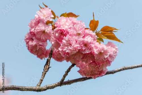 Pink cherry blossoms against the blue sky in the park