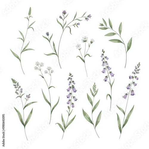 Delicate wildflower illustrations for nature inspired design projects