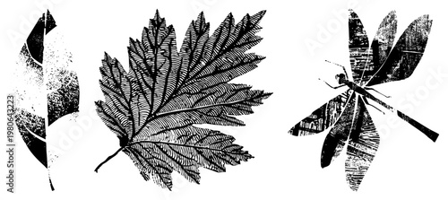Black and white engraved botanical illustrations, stylized foliage and insect, halftone texture, graphic design elements, nature motifs.