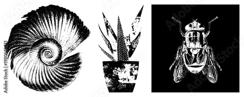 Black and white halftone vector illustrations spiral nautilus, succulent in pot, detailed fly. Artistic etching style with texture, isolated foregrounds, graphic design elements.