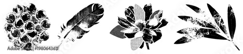 Grungy black and white nature including beehive, feather, magnolia, olive leaves ideal for retro design,, or eco themed branding.