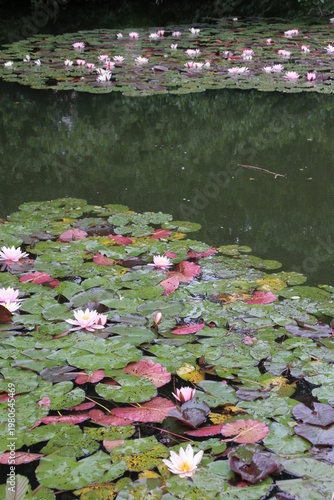 Teich mit Seerosen