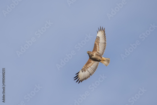 Mäusebussard am Himmel