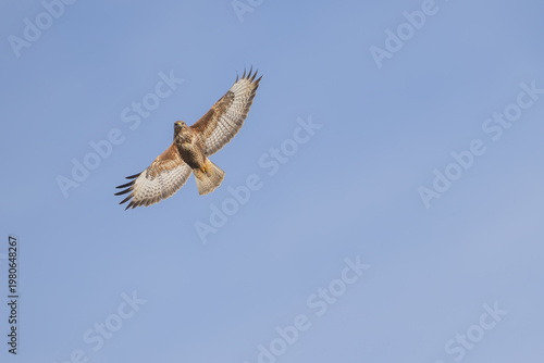Mäusebussard am Himmel