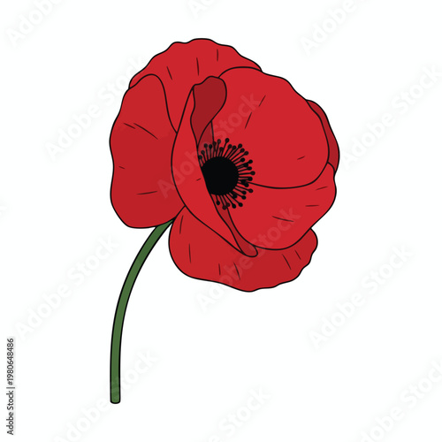 Elegant Red Poppy Flower Illustration for Nature and Botanical Design