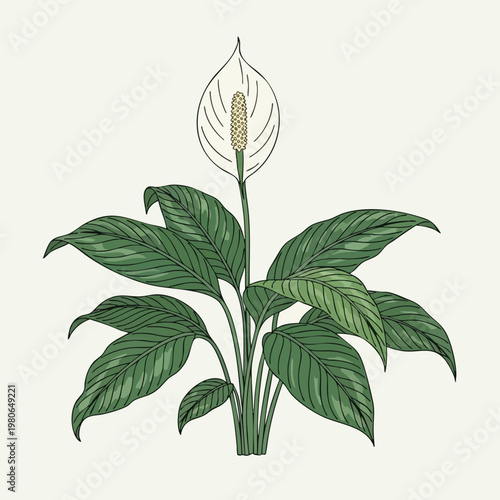 Elegant Botanical Illustration of Peace Lily Plant with White Flower and Green Foliage